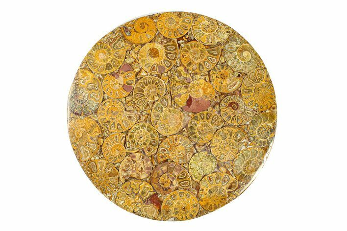 Composite Plate Of Agatized Ammonite Fossils #281002